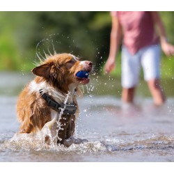 Elektryczna obroża treningowa Petrainer PET619